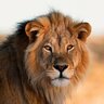 Aslan009