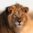 Aslan009